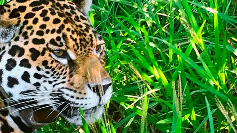 Jaguar – Bild: phoenix/​SWR